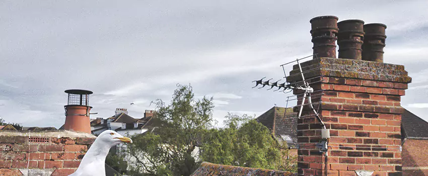Chimney Cleaning And Restoration in Easthampton, Massachusetts